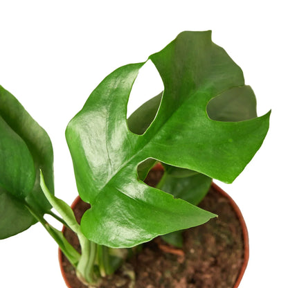 Philodendron Mini Monstera Minima 4in plant with glossy green leaves Rooted Treasures Farms on Tampa Home & Garden Store