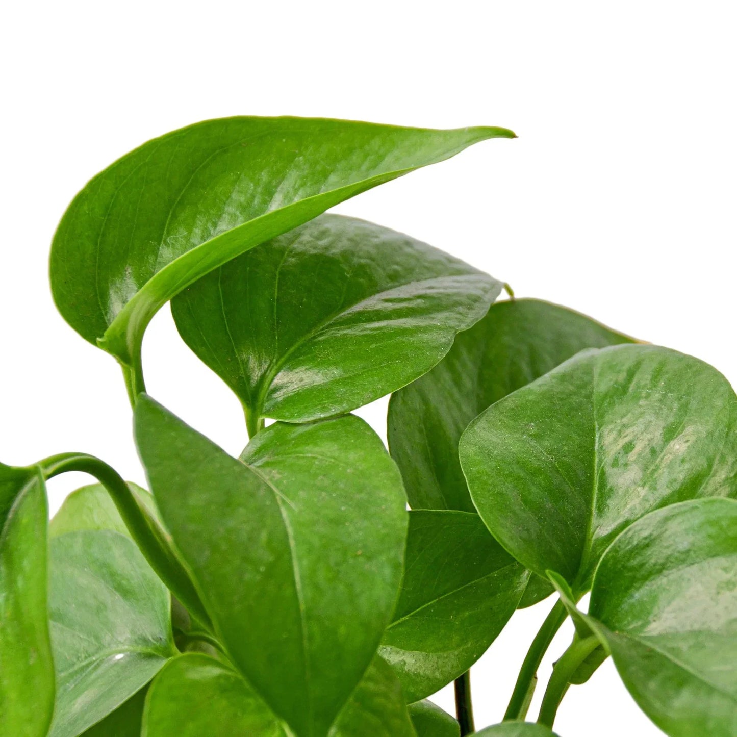 Pothos Green Queen indoor plant with glossy green leaves on Tampa Home & Garden Store