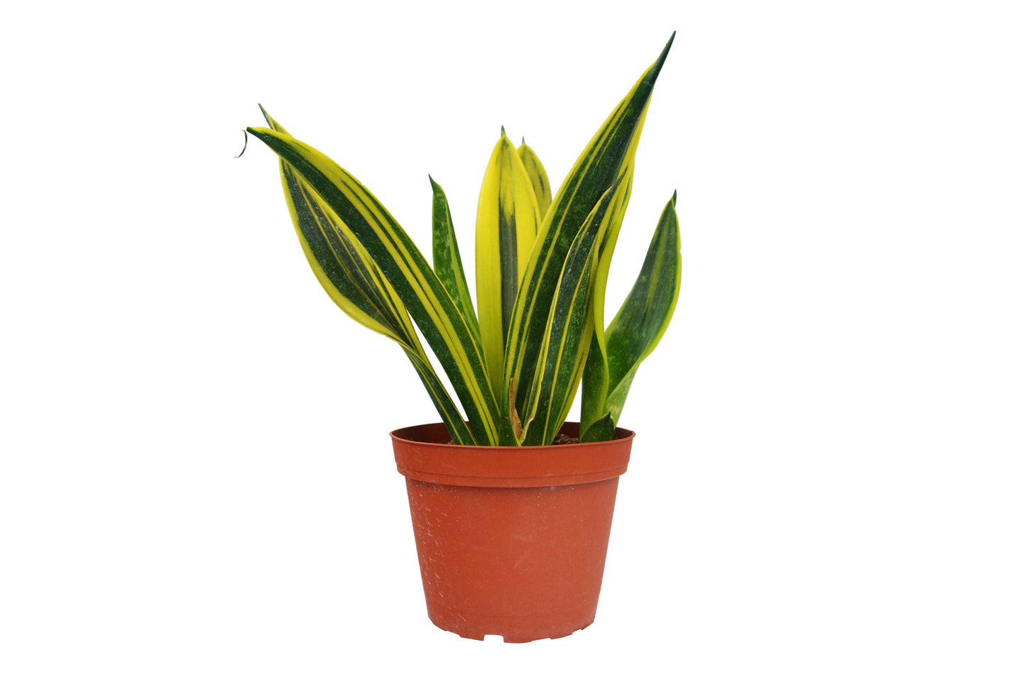 Snake Plant Gold Flame 6in plant with green leaves and yellow edges in pot on Tampa Home & Garden Store