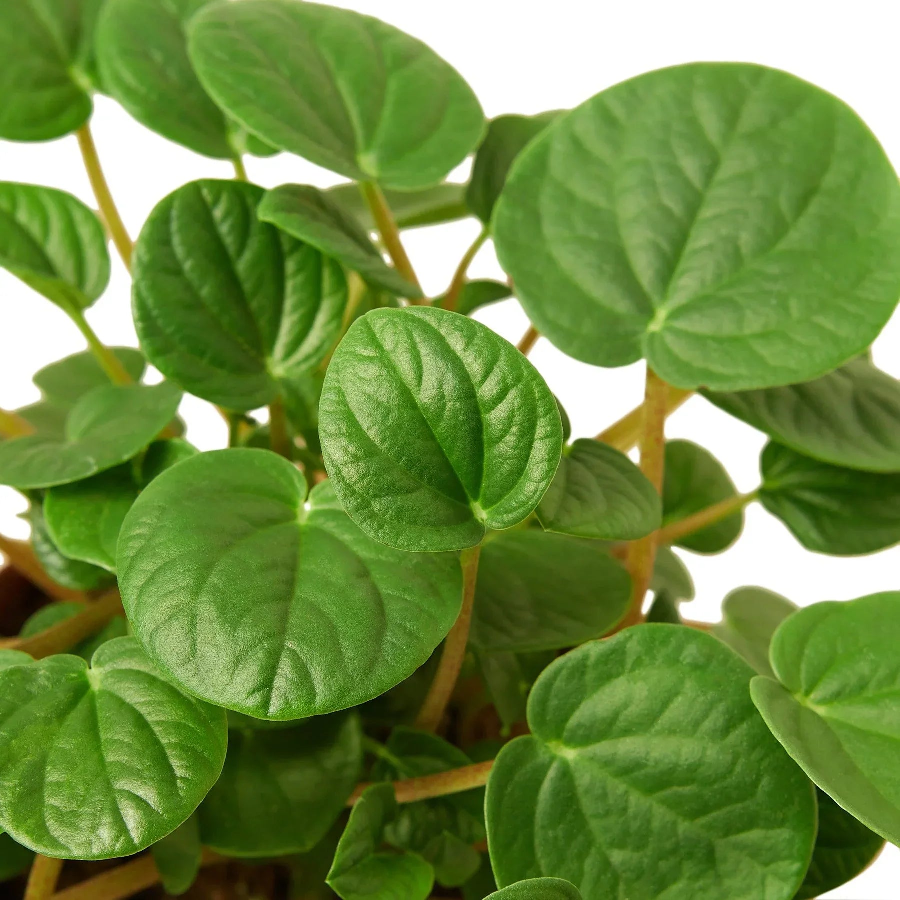 Peperomia Rana Verde indoor plant with glossy green leaves on stems Rooted Treasures Farms on Tampa Home & Garden Store