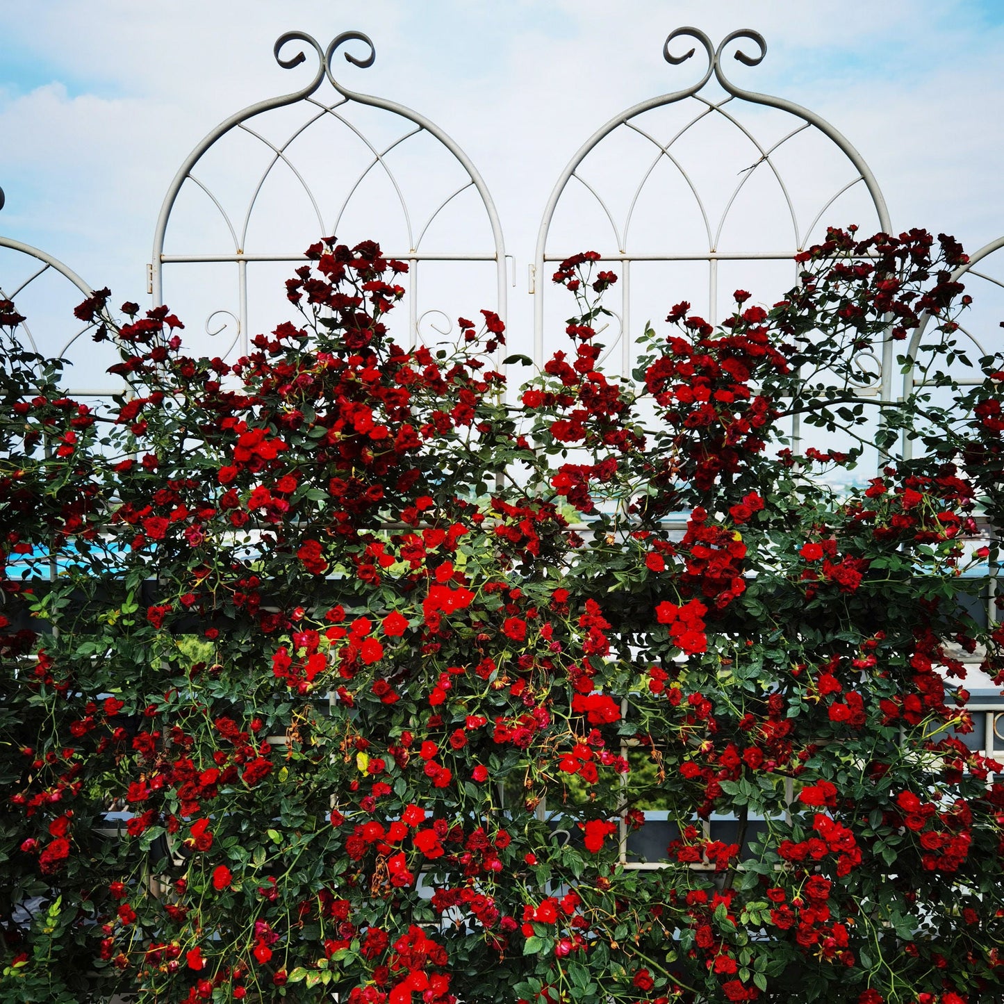 Metal Trellis For Climbing Plants And Vines