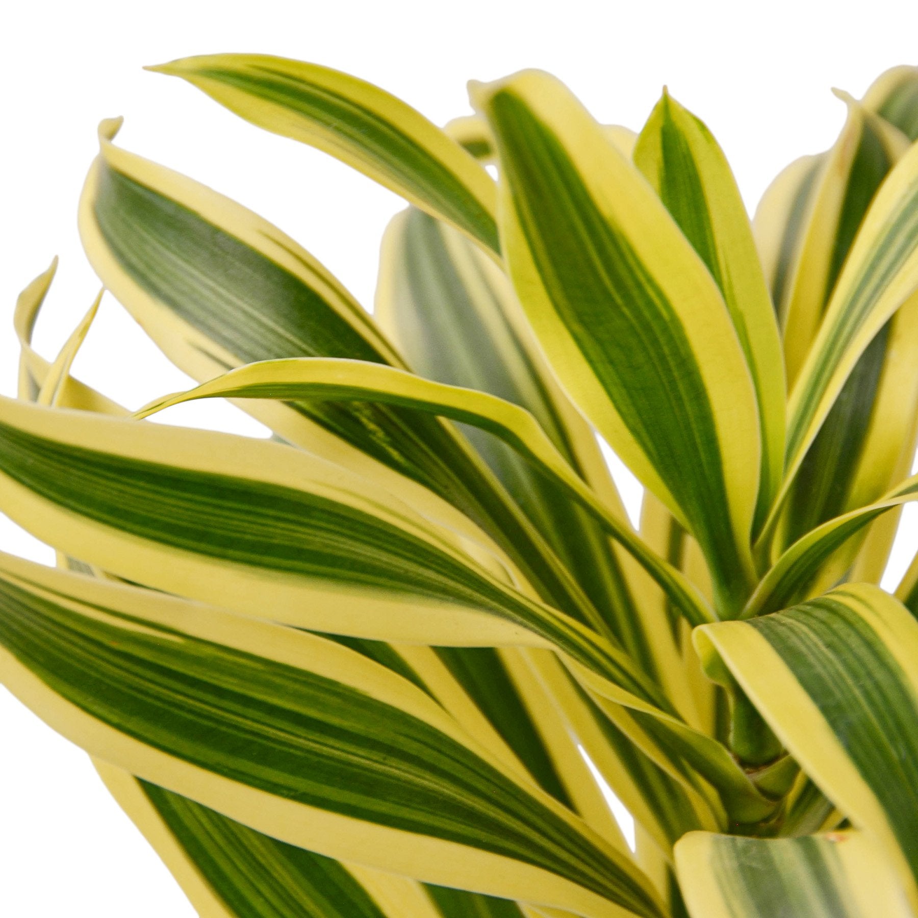 Dracaena Song of India indoor plant with yellow-edged green variegated leaves on Tampa Home & Garden Store