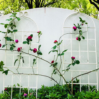 Metal Trellis For Climbing Plants And Vines