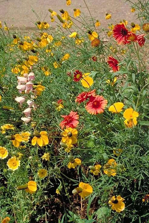 Western Wonders Native Wildflower Mix