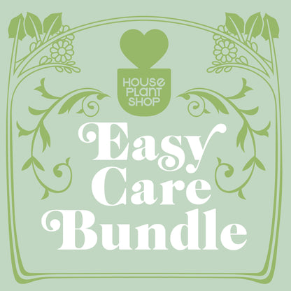 Indoor plants Easy Care Variety Bundle by House Plant Shop, green decorative vines banner on Tampa Home & Garden Store
