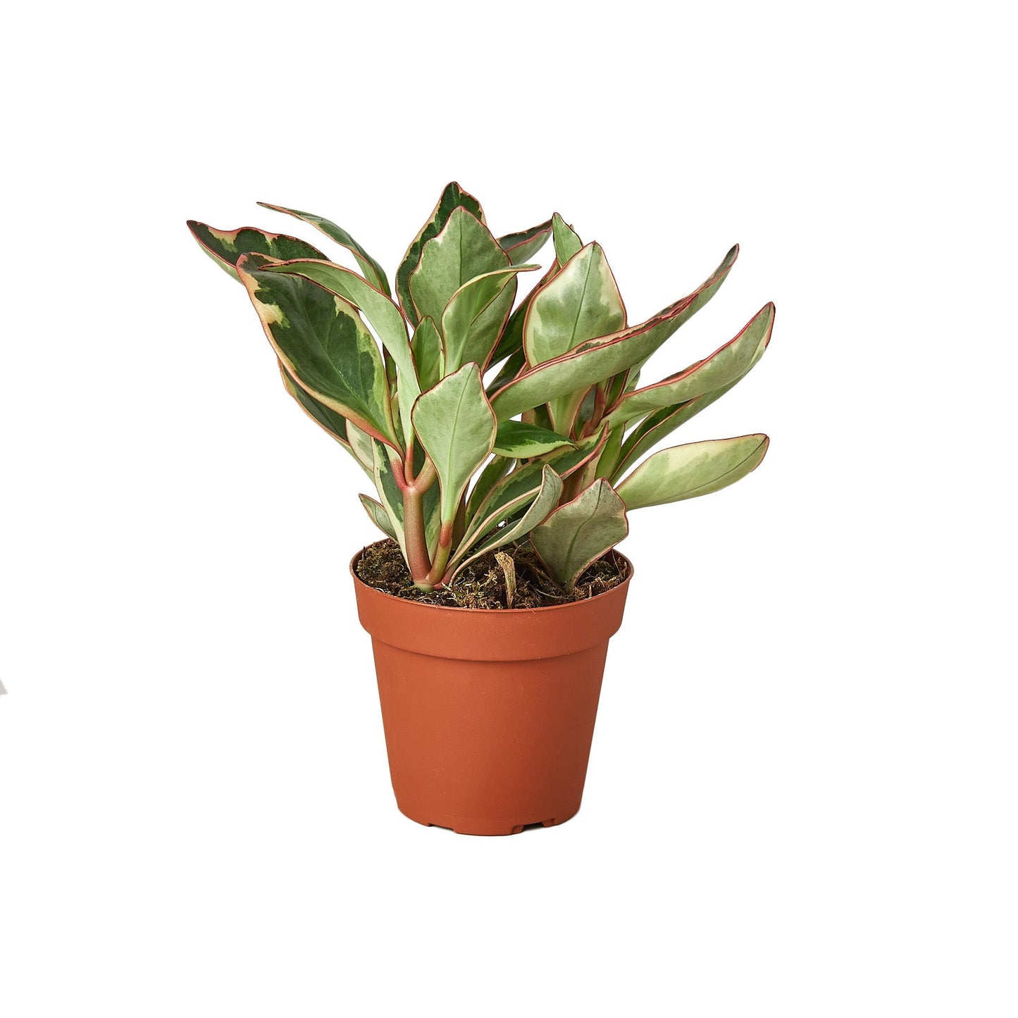 Peperomia Ginny indoor plant with green and cream leaves edged in red in terracotta pot on Tampa Home & Garden Store
