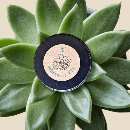 Echeveria Mix Seeds
