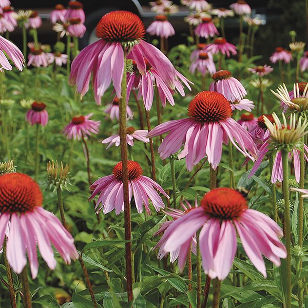 Echinacea Purpurea seeds pink-petaled blooms with orange-red central cones in a lush garden bed on Tampa Home & Garden Store