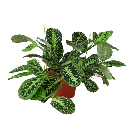 Maranta Lemon Lime houseplant with dark green leaves and lime veins in a terracotta pot on Tampa Home & Garden Store