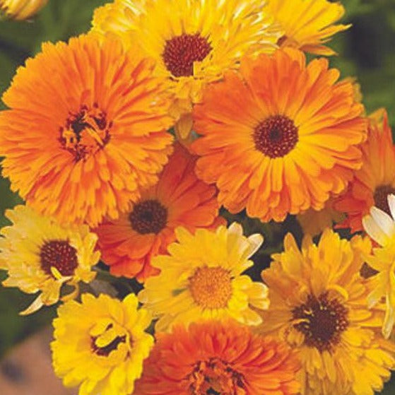 Calendula Pacific Beauty Mix seeds, vibrant orange and yellow blooms Seedtime Store on Tampa Home & Garden Store