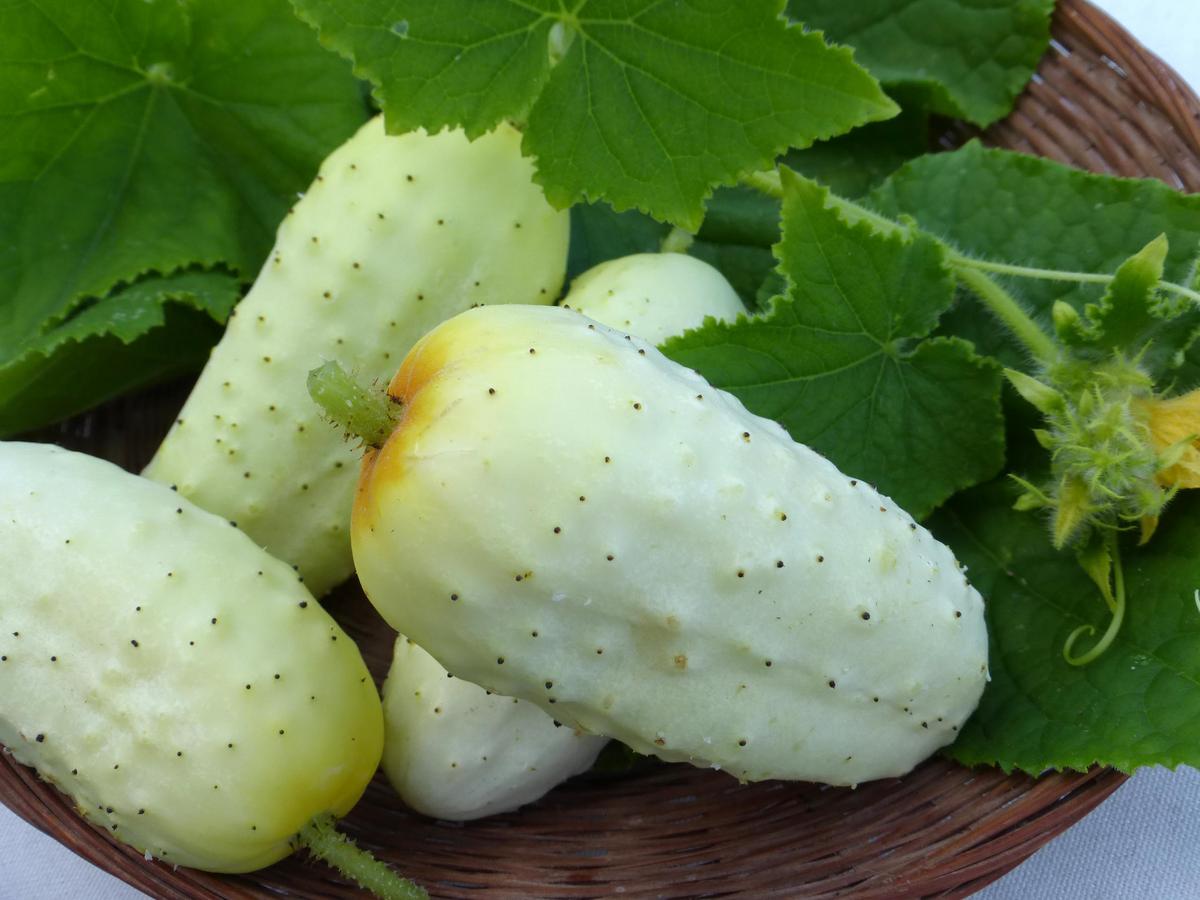 Edmonson Pickling Cucumber fruits; pale yellow-green skin with tiny spines in a basket on Tampa Home & Garden Store