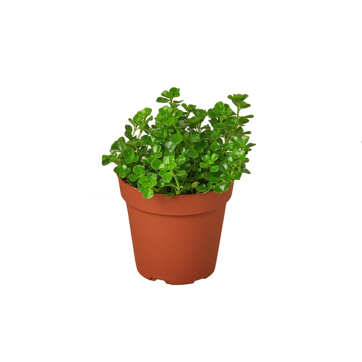 Nettle Baby's Tear indoor plant in terracotta pot by Rooted Treasures Farms on Tampa Home & Garden Store
