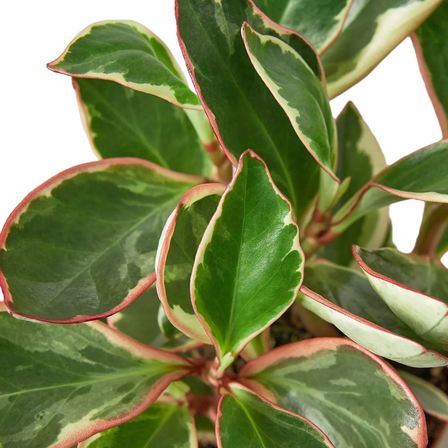 Peperomia Ginny plant variegated leaves with pink edges by Rooted Treasures Farms on Tampa Home & Garden Store