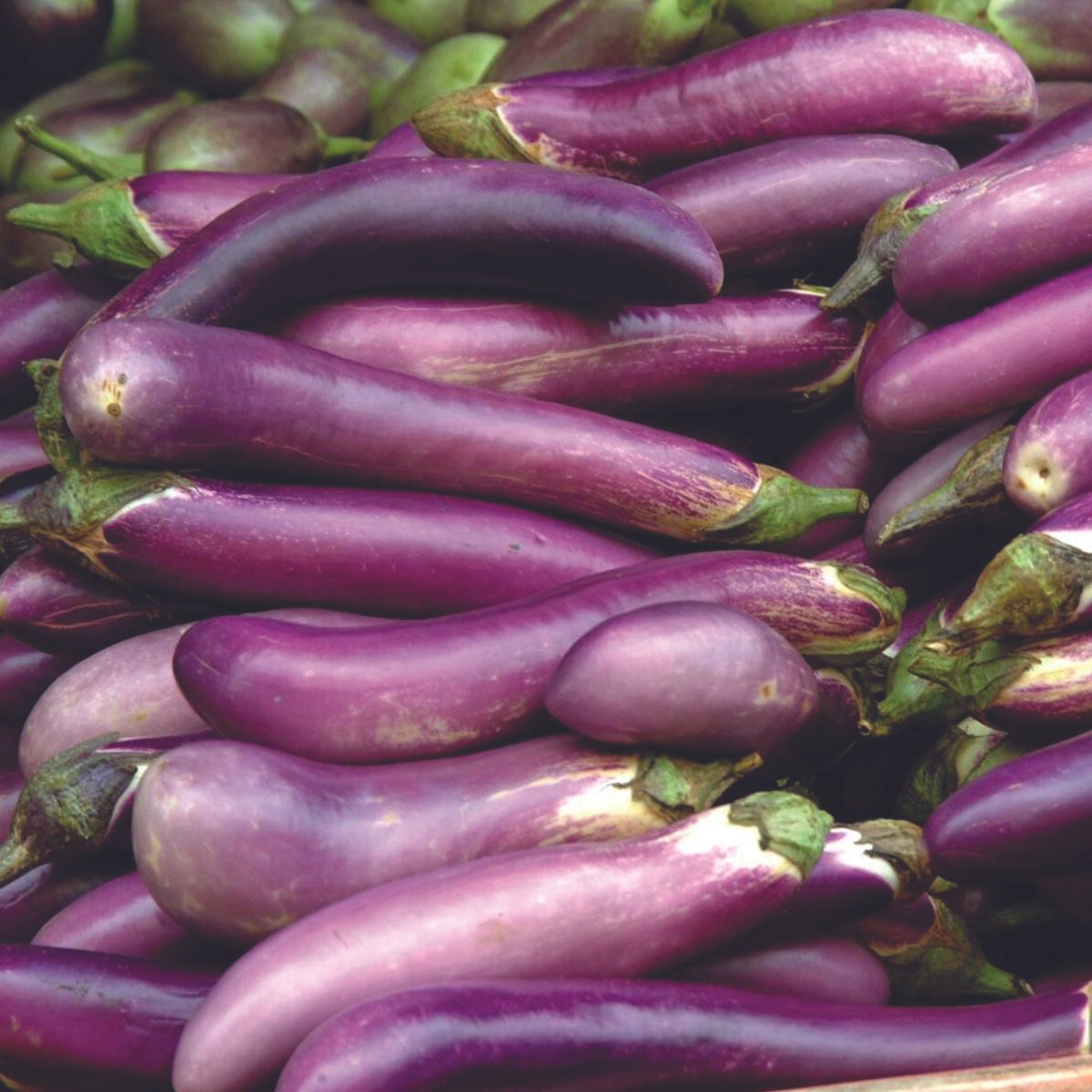 Ping Tung Long eggplants group of glossy purple elongated vegetables on Tampa Home & Garden Store
