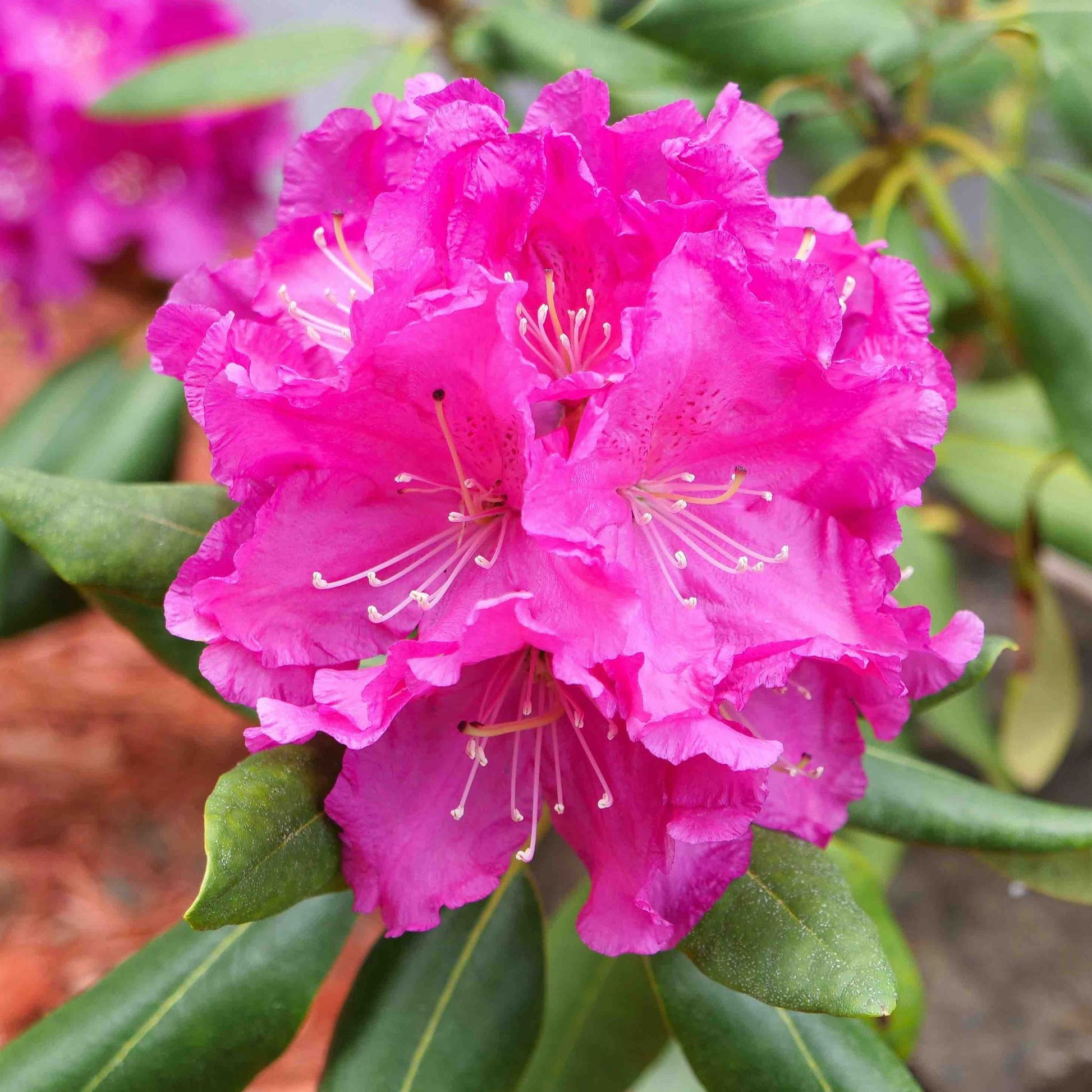 Roseum Pink Rhododendron plant with vibrant pink blooms and glossy green leaves on Tampa Home & Garden Store