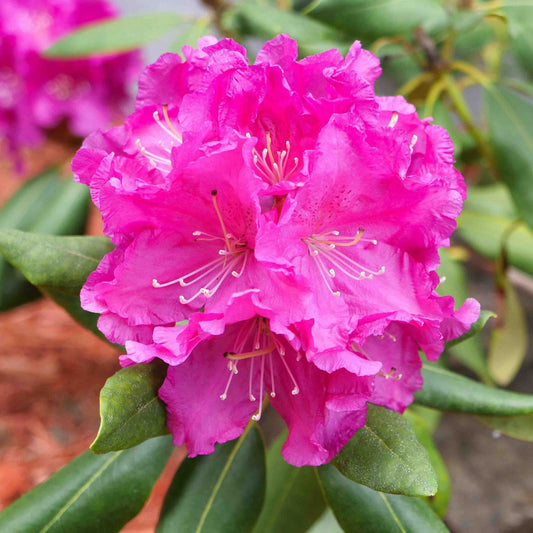 Roseum Pink Rhododendron plant with vibrant pink blooms and glossy green leaves on Tampa Home & Garden Store
