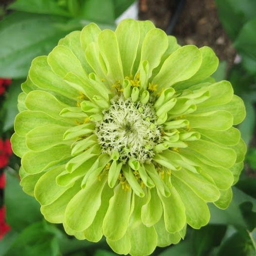 Zinnia Seeds Envy lime green bloom with layered petals Seedtime Store on Tampa Home & Garden Store