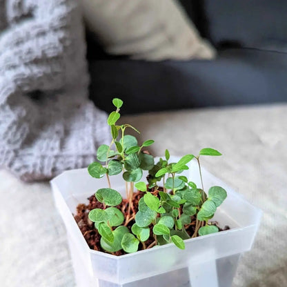 Lemon Eucalyptus Seeds for Eucalyptus Citriodora