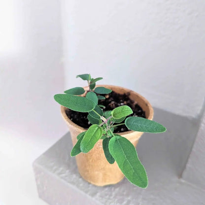 Lemon Eucalyptus Seeds for Eucalyptus Citriodora