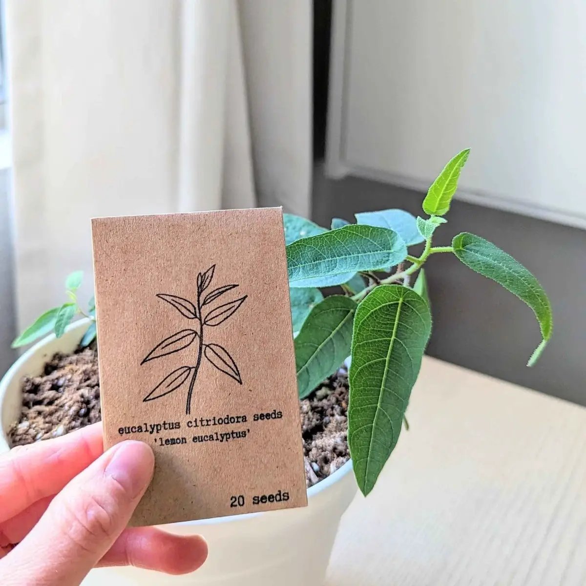 Lemon Eucalyptus Seeds for Eucalyptus Citriodora