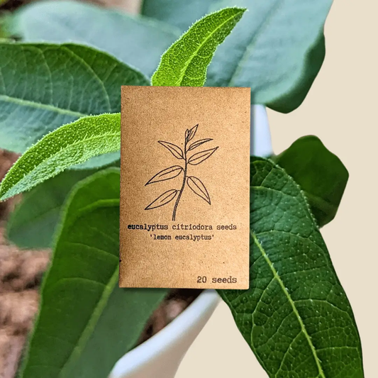 Eucalyptus Citriodora Lemon Eucalyptus seeds packet with brown kraft finish and sketch on Tampa Home & Garden Store
