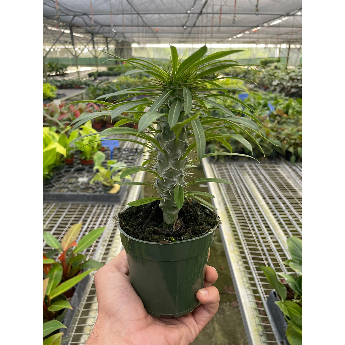 Pachypodium lamerei Madagascar Palm indoor potted plant with slender green leaves on gray trunk on Tampa Home & Garden Store