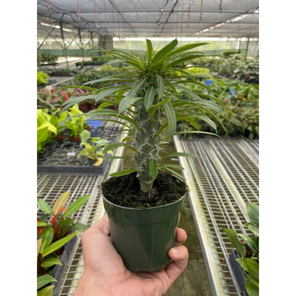 Pachypodium lamerei Madagascar Palm indoor potted plant with slender green leaves on gray trunk on Tampa Home & Garden Store