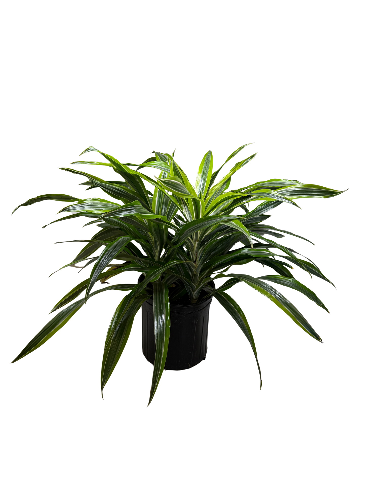 Dracaena Lemon Lime indoor plant from Rooted Treasures Farms, variegated leaves in black pot on Tampa Home & Garden Store