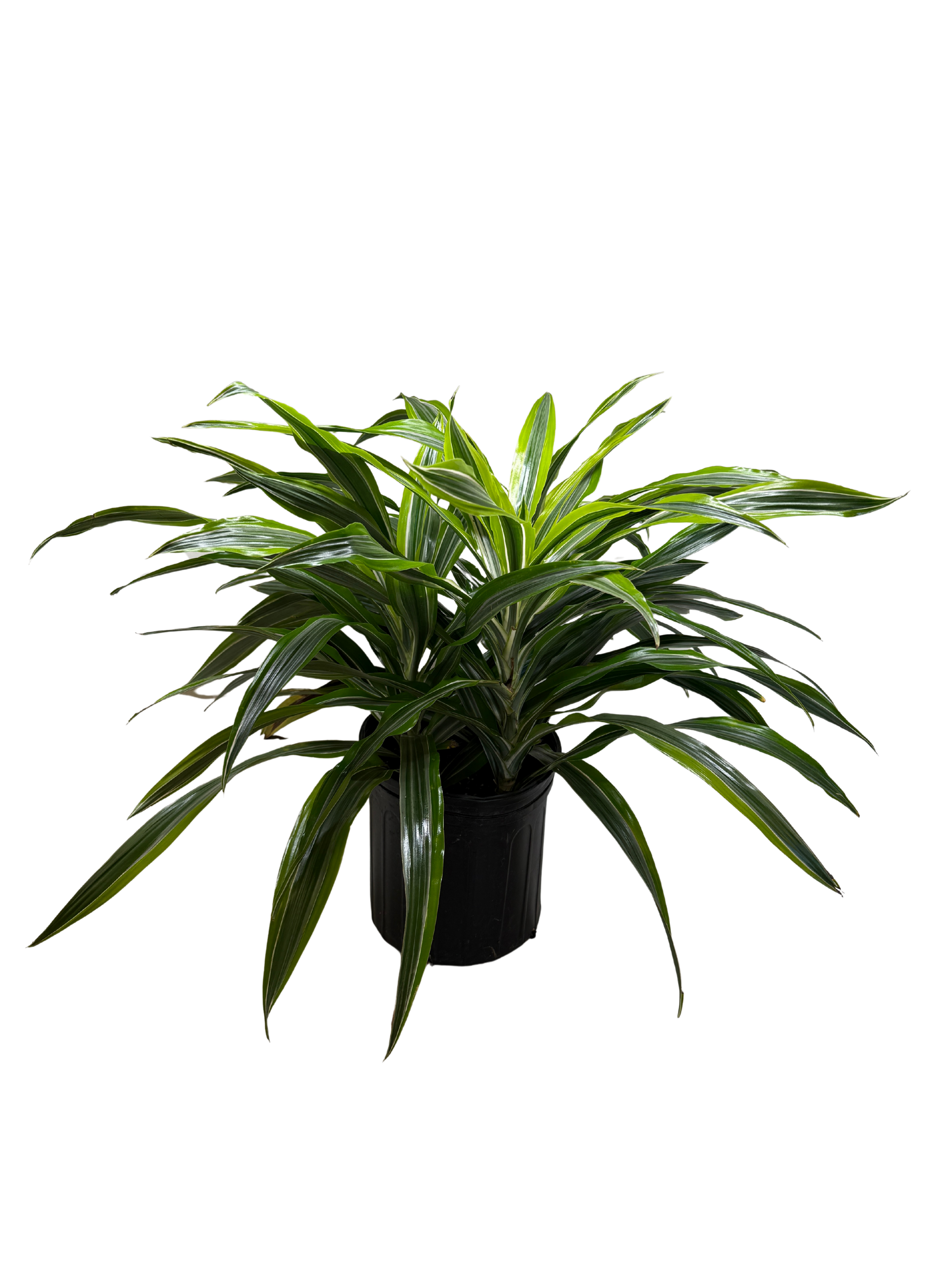 Dracaena Lemon Lime indoor plant from Rooted Treasures Farms, variegated leaves in black pot on Tampa Home & Garden Store