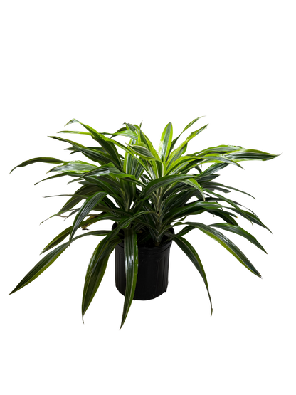 Dracaena Lemon Lime indoor plant from Rooted Treasures Farms, variegated leaves in black pot on Tampa Home & Garden Store