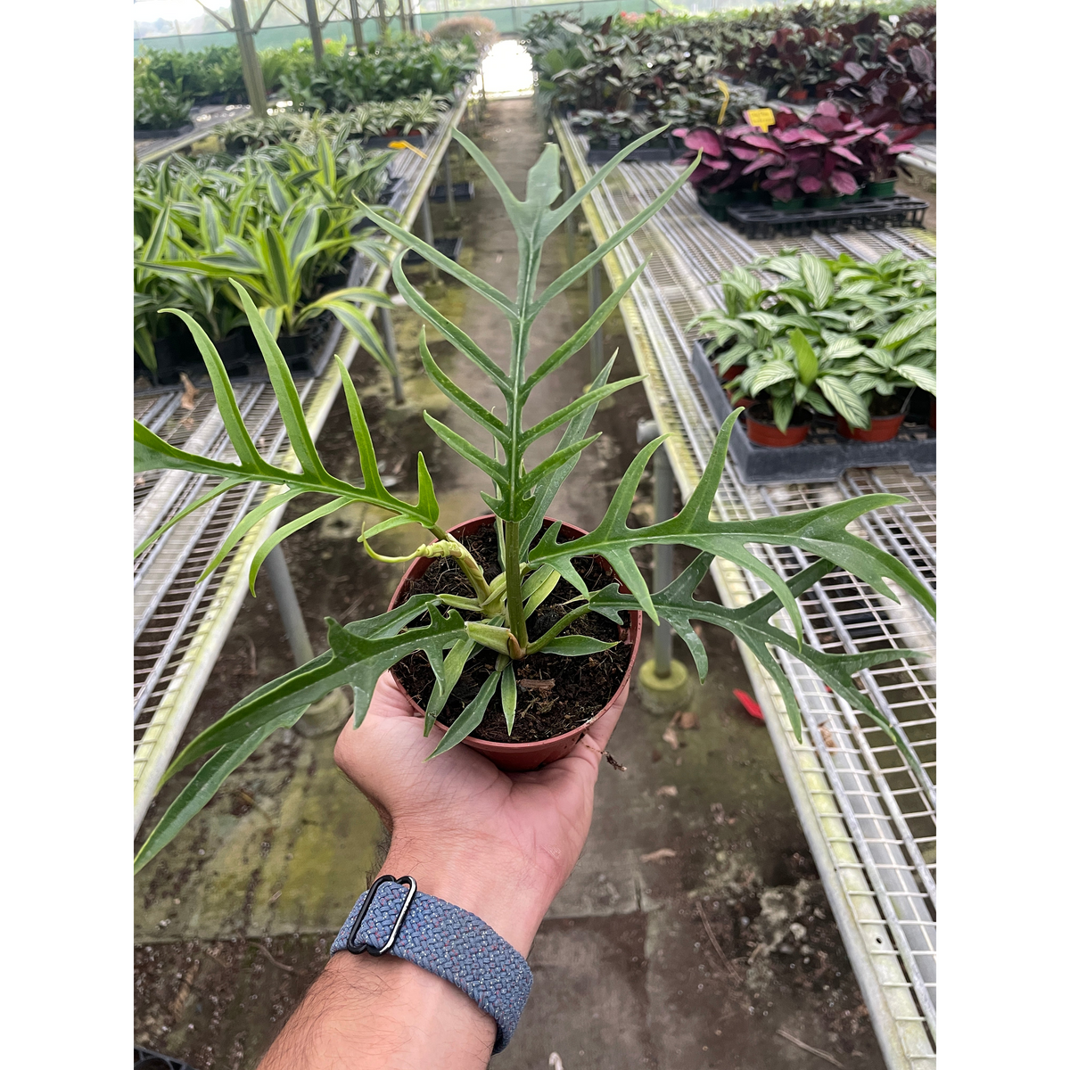 Philodendron Tortum indoor plant with long green lobed leaves in a small pot House Plant Shop on Tampa Home & Garden Store