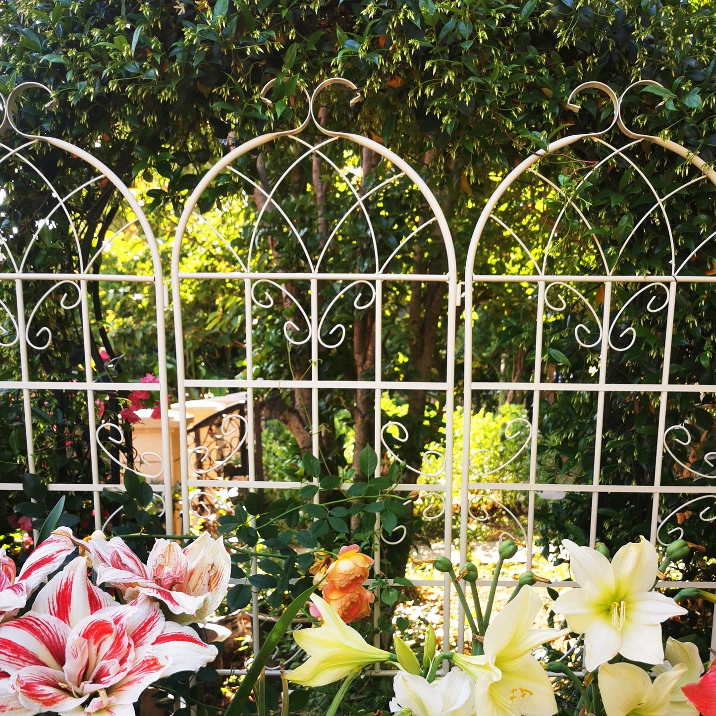 Metal Trellis For Climbing Plants And Vines