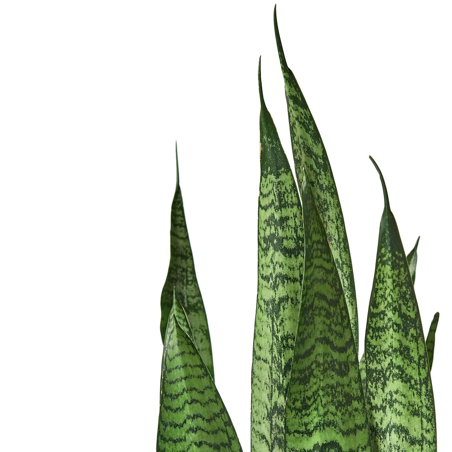 Snake Plant 'Zeylanica' indoor plant with tall variegated green leaves, several leaves visible on Tampa Home & Garden Store