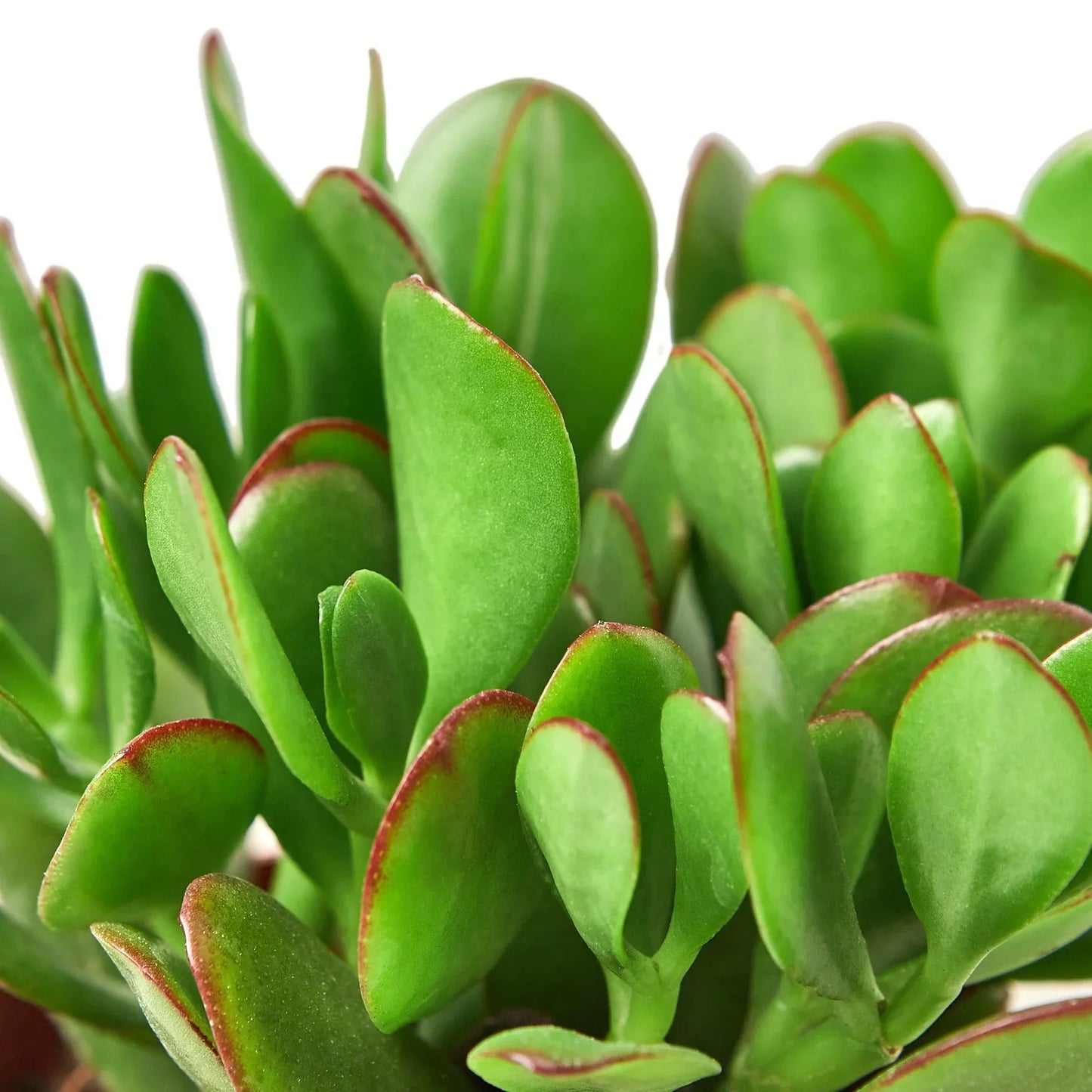 Crassula Jade succulent leaves, vibrant green with red-edged margins Rooted Treasures Farms on Tampa Home & Garden Store
