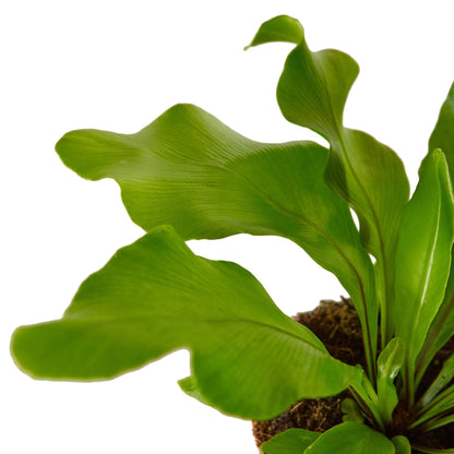Bird's Nest Nidus Fern by Rooted Treasures Farms with green leaves in a fiber pot on Tampa Home & Garden Store