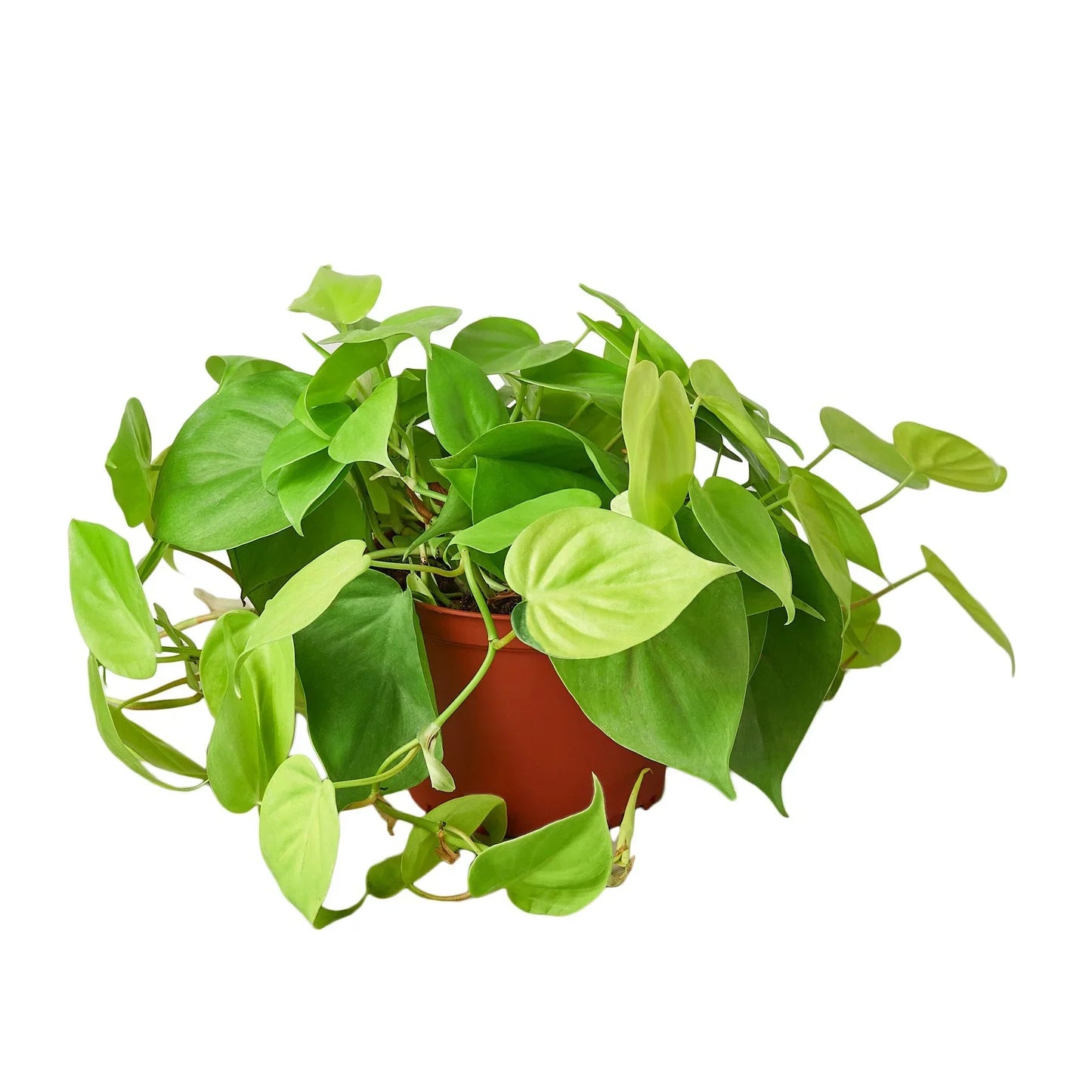 Philodendron Neon 4-inch plant by Rooted Treasures Farms with lime leaves in red pot on Tampa Home & Garden Store