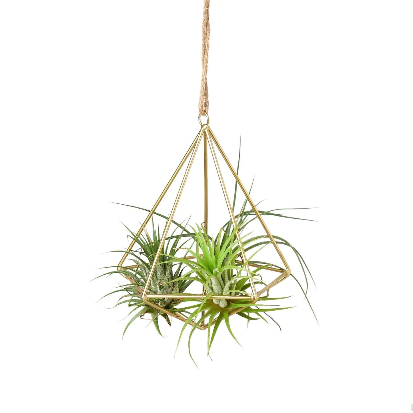 Brass Air Plant Display Hanger for Home Decor