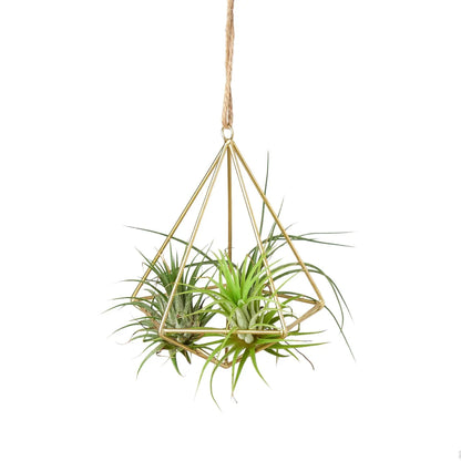 Brass Air Plant Display Hanger for Home Decor