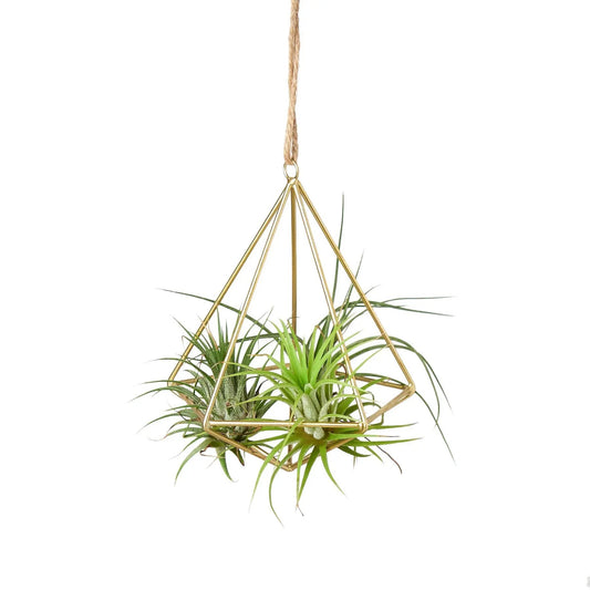 Air plant display hanger brass geometric frame with natural jute rope and green air plants on Tampa Home & Garden Store