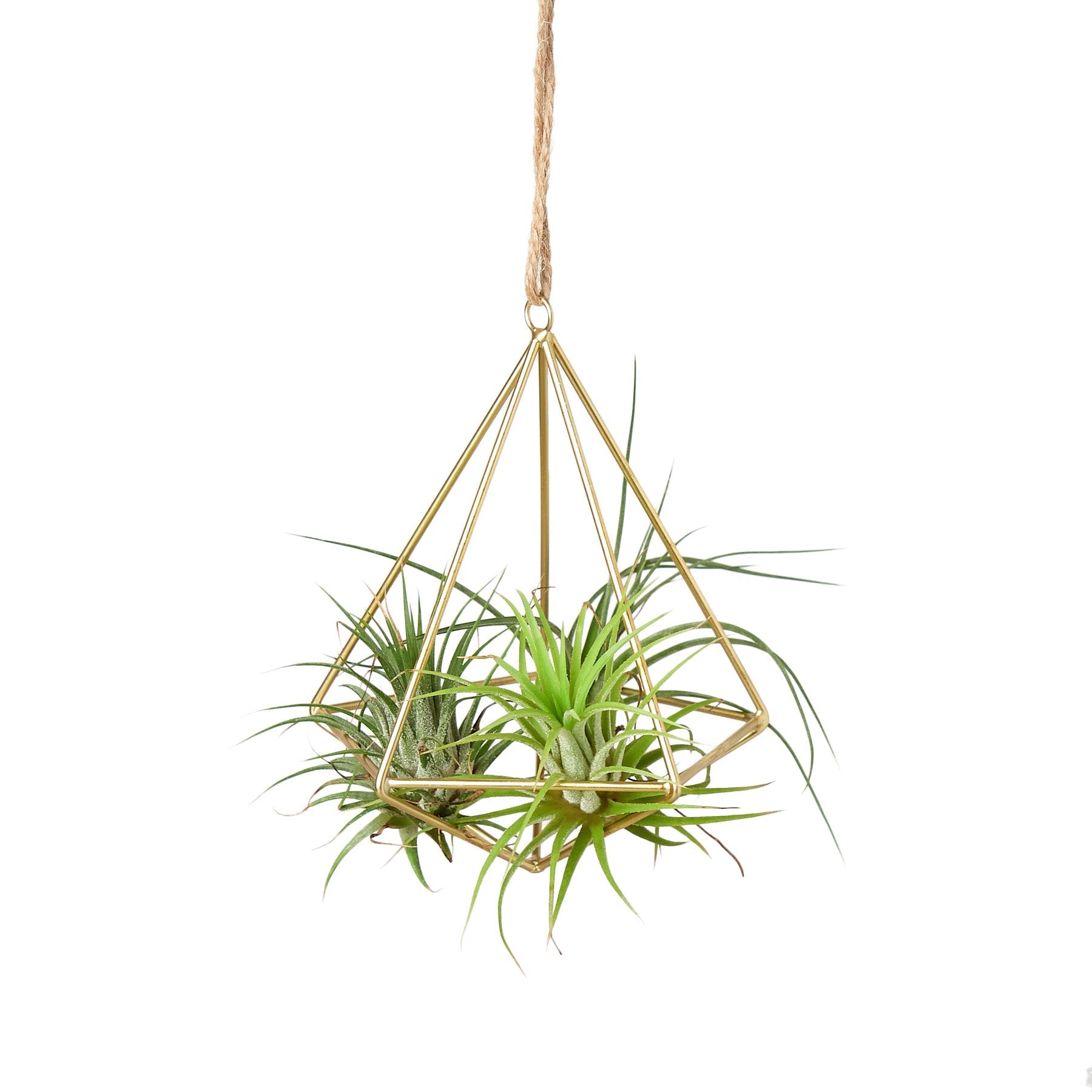 Brass air plant display hanger with geometric pyramid frame and lush air plants on Tampa Home & Garden Store