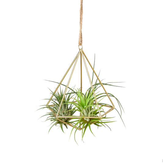 Brass air plant display hanger with geometric pyramid frame and lush air plants on Tampa Home & Garden Store