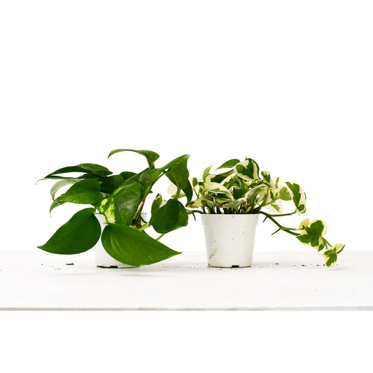 Pothos plants in 4-inch pots with green and variegated foliage, two plants in white pots on Tampa Home & Garden Store