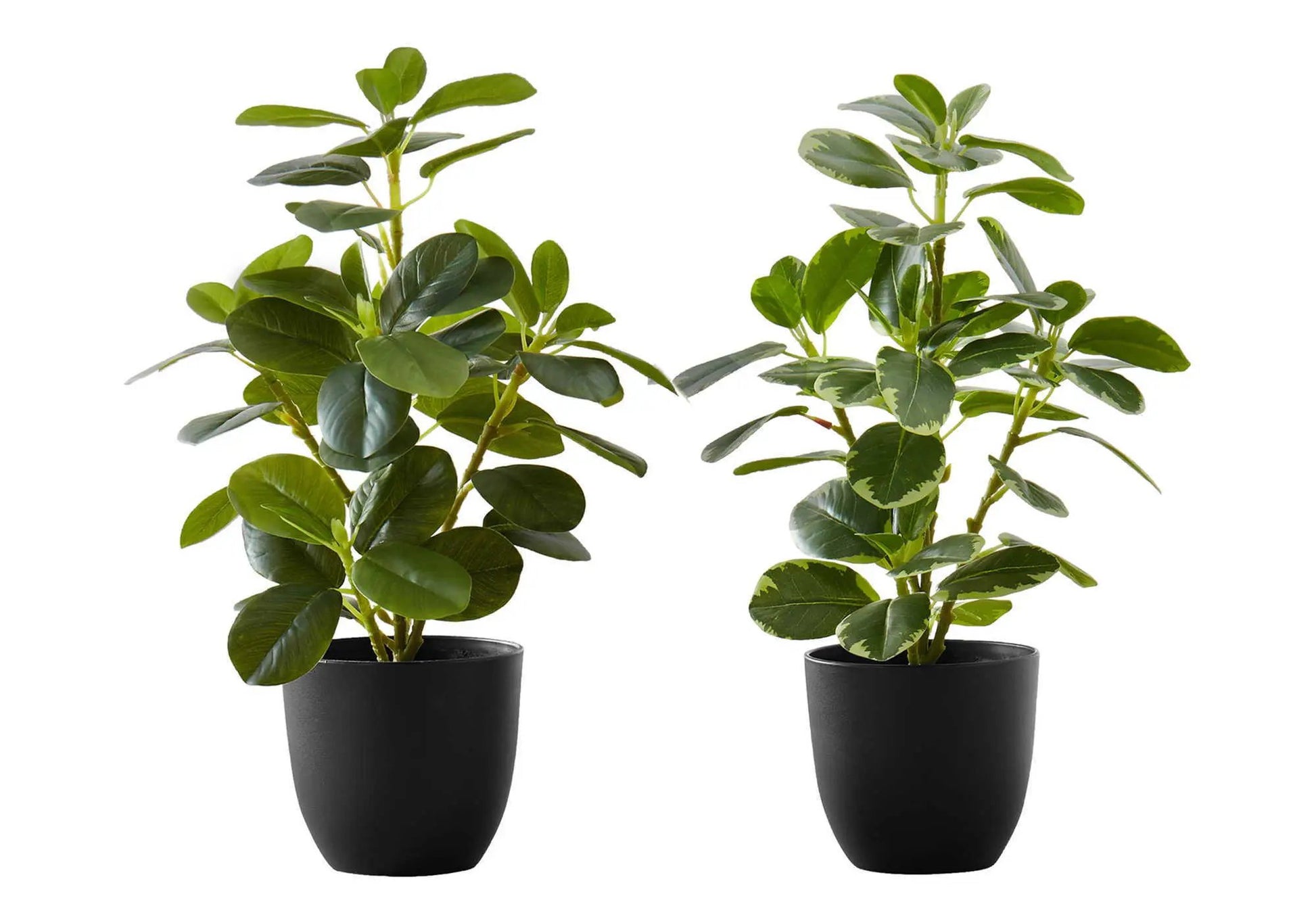 Ficus artificial plants set of 2, 14-inch tall in black pots for indoor decorative greenery on Tampa Home & Garden Store