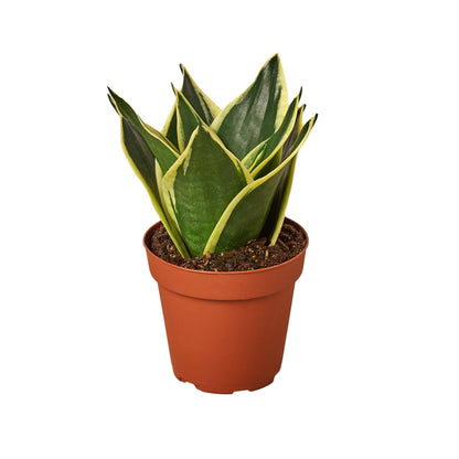 Snake Plant Black Gold indoor plant with variegated green leaves and yellow edges in a pot on Tampa Home & Garden Store
