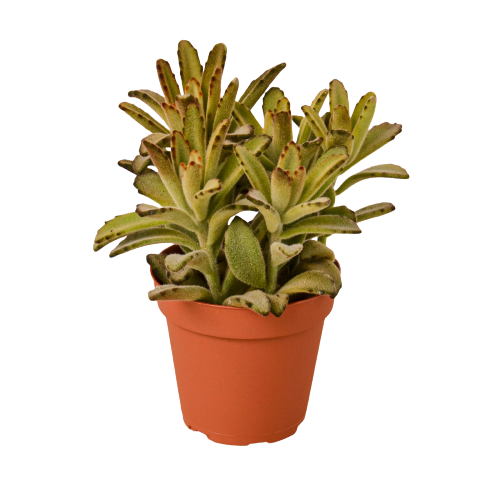 Kalanchoe Tomentosa 'Chocolate Soldier' succulent in a 4-inch pot with fuzzy green leaves on Tampa Home & Garden Store