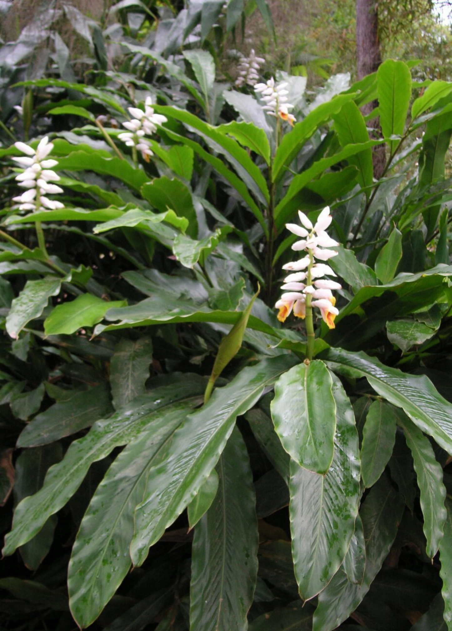Cardamomo Falso (Alpinia mutica)