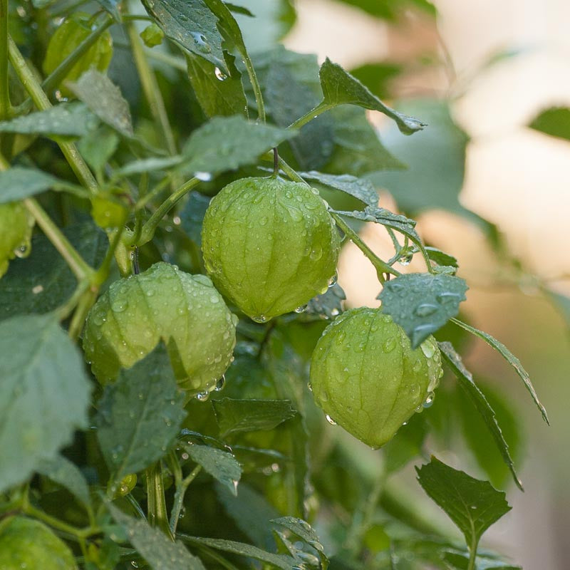 Graines de tomatillos verdes (biologiques)