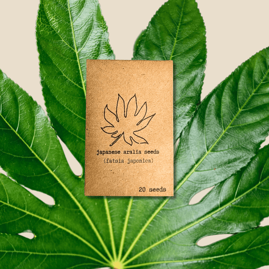 Semillas de Fatsia Japonica 'Aralia Japonesa'