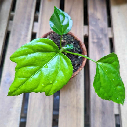 Fatsia Japonica 'Japanese Aralia' Seeds