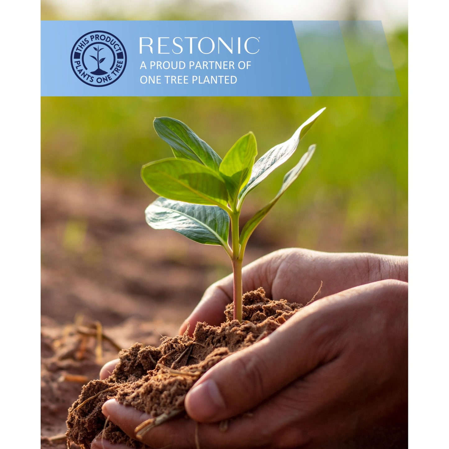 HouseOfZazla Comfort Care mattress hybrid 9in foam core medium seedling planted in soil image on Tampa Home & Garden Store